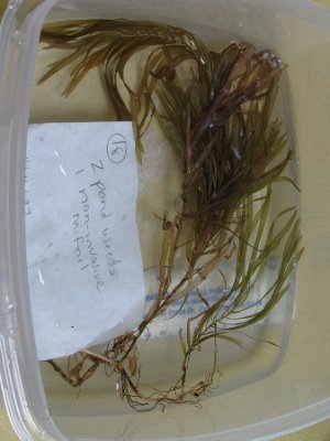 SITE18 fan-like array of submerged leaves quest ribbon-leaf pondweed